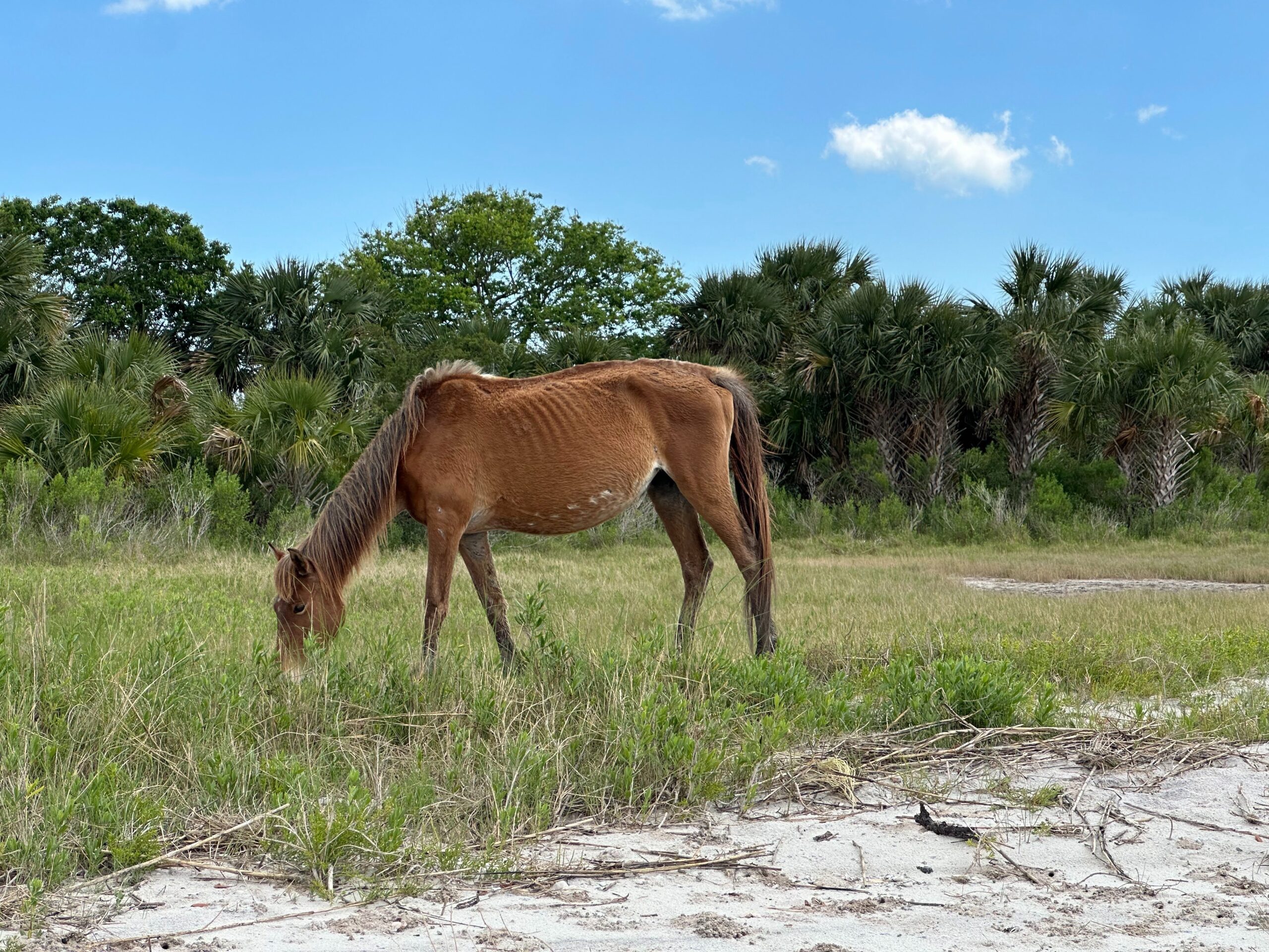 Cumberland Island
